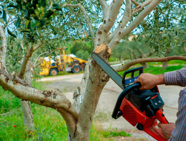 Best Tree Care Services  in USA